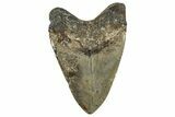 Fossil Megalodon Tooth - North Carolina #350597-2